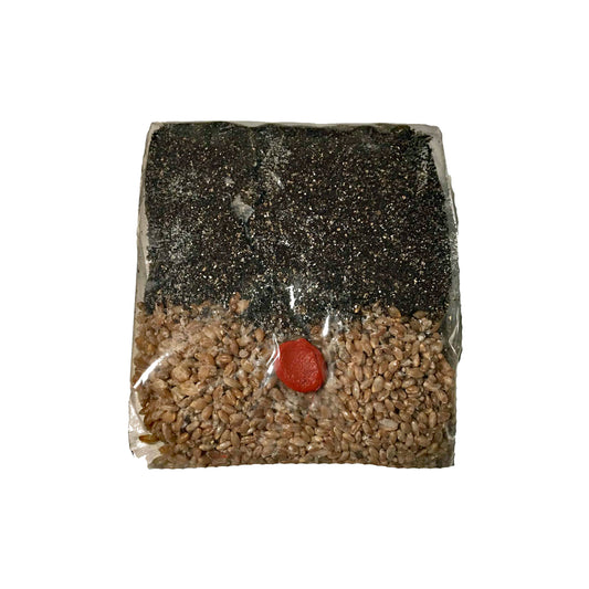 All-In-One Mushroom Grow Bag - Rye & Casing Mix (4.5 lb)