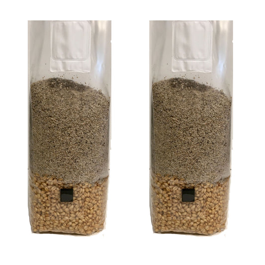 BRF & Wheat Grain All In One Mushroom Grow Bags (6 lb) - 2 Pack