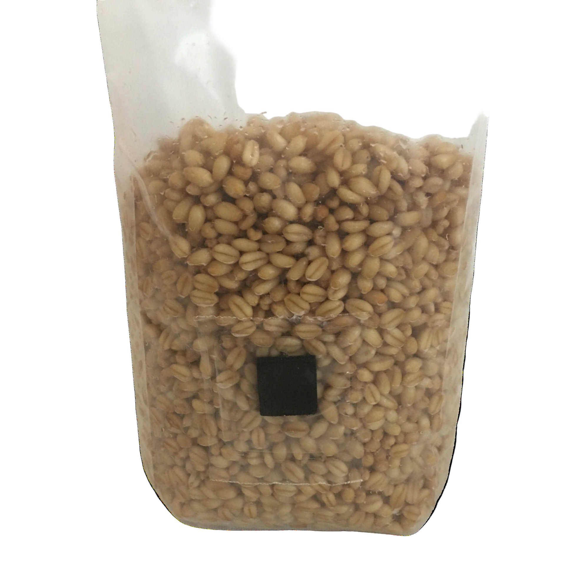 Shroomability brand hard white wheat berry mushroom spawn bag with injection port and .5 micron gas exchange filter closeup 2