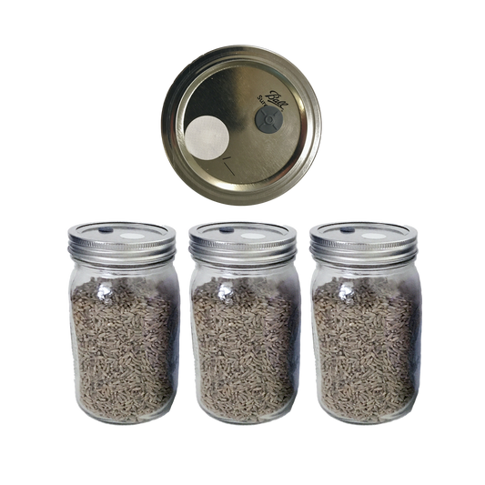 rye berry mushroom spawn jars